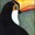 Tucan